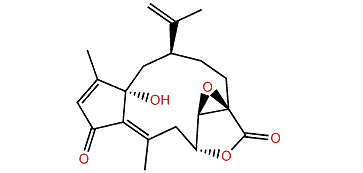 Coralloidolide C